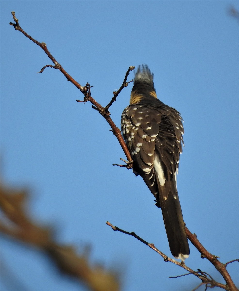 Great Spotted Cuckoo - ML140217361