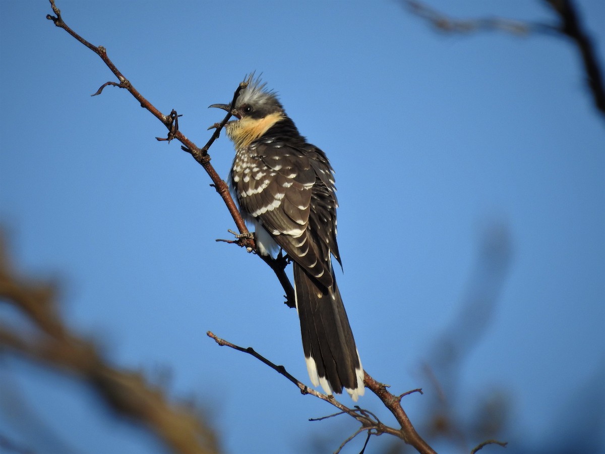 Great Spotted Cuckoo - Cesar Clemente
