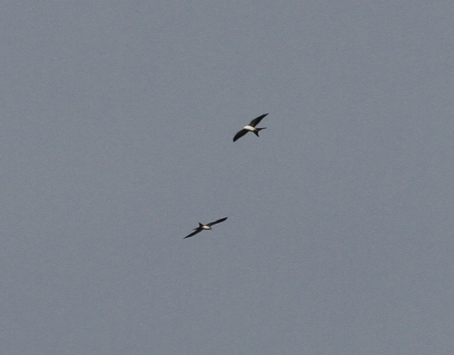 Swallow-tailed Kite - Brainard Palmer-Ball