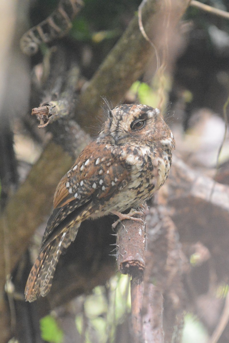Mountain Owlet-nightjar - Cathy Pasterczyk