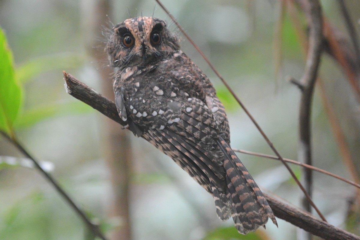 Mountain Owlet-nightjar - Cathy Pasterczyk