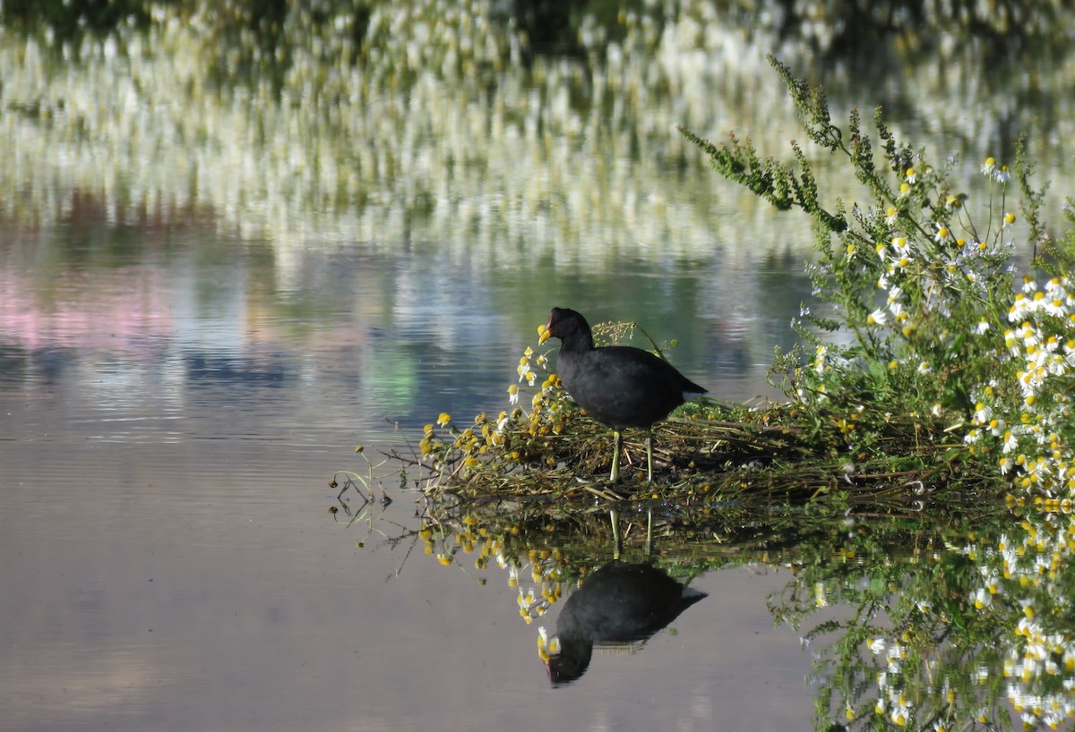 Red-fronted Coot - ML140220521