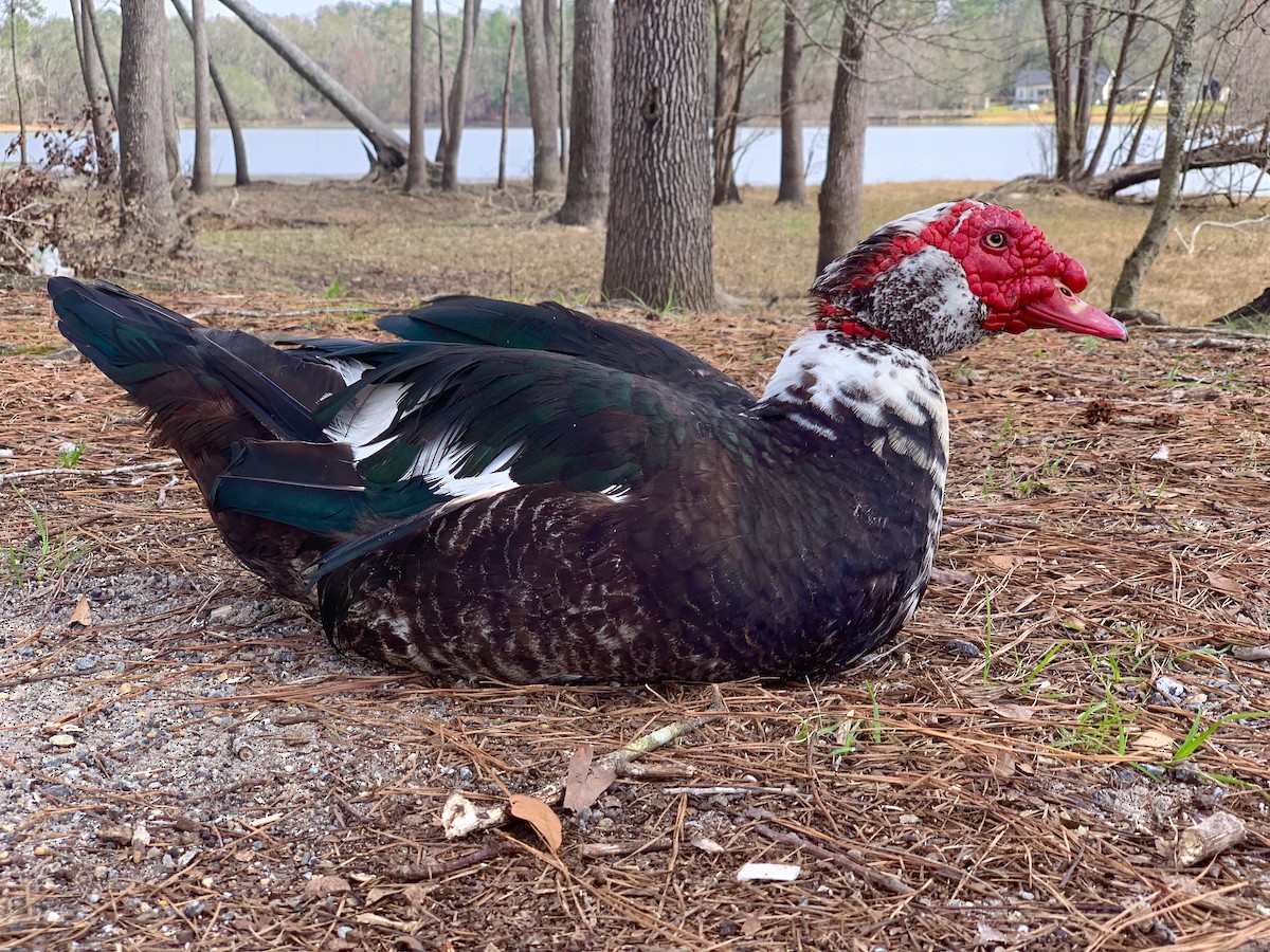 Muscovy Duck (Domestic type) - James R. Hill, III