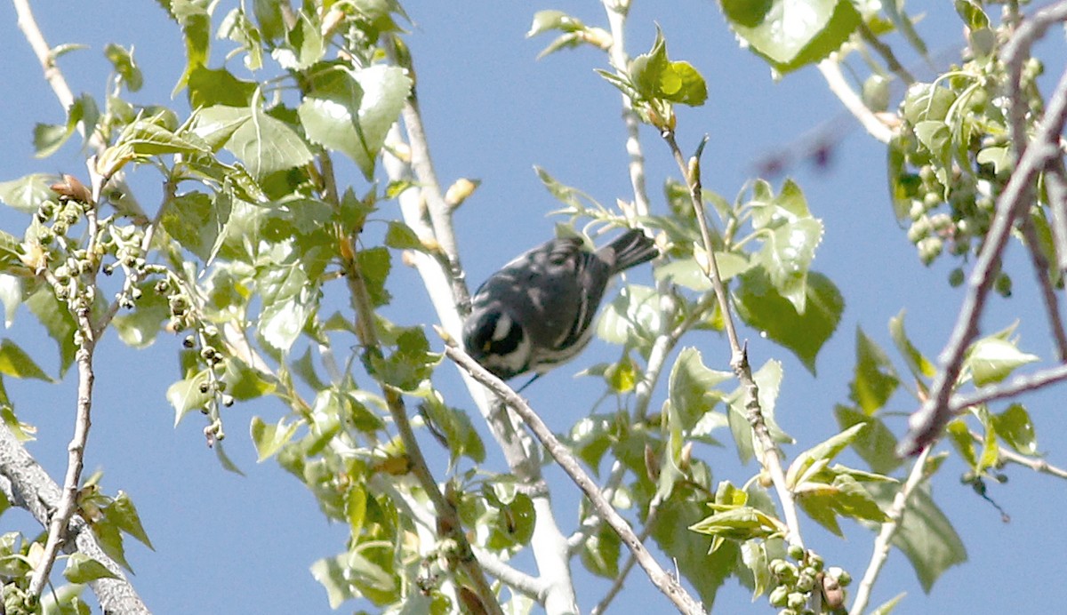 Black-throated Gray Warbler - ML140221651