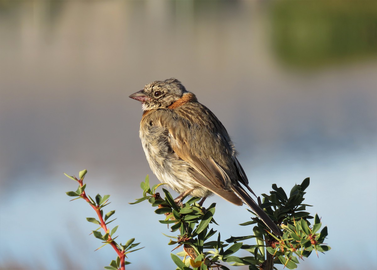 Rufous-collared Sparrow - Cristóbal Robinson