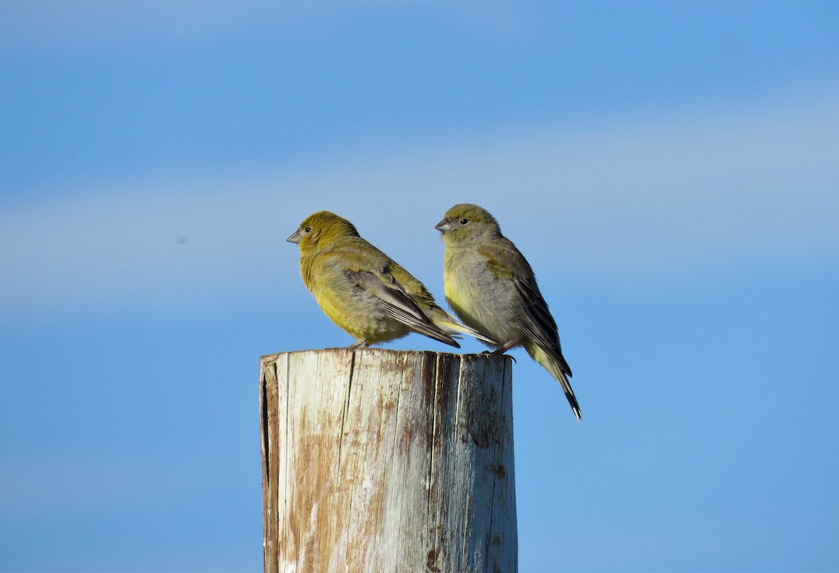 Patagonian Yellow-Finch - ML140221981