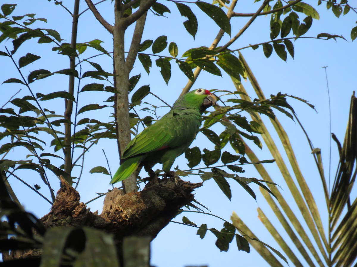 Red-lored Parrot - ML140225091