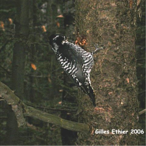American Three-toed Woodpecker - Gilles Ethier