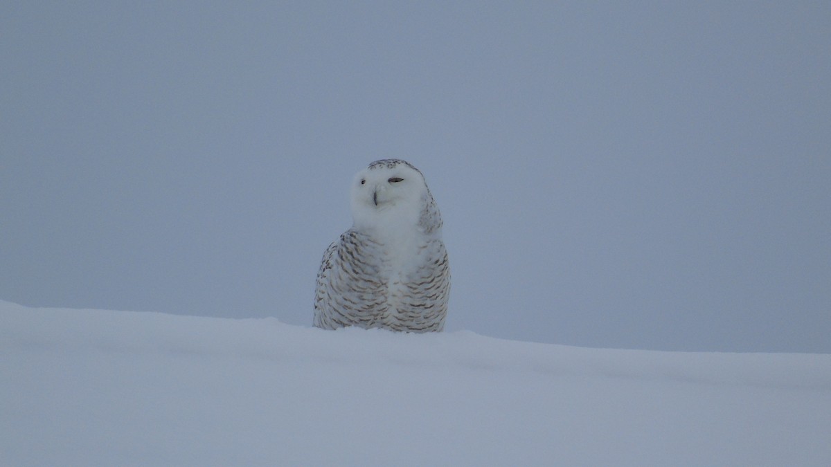 Snowy Owl - Carrie Voss