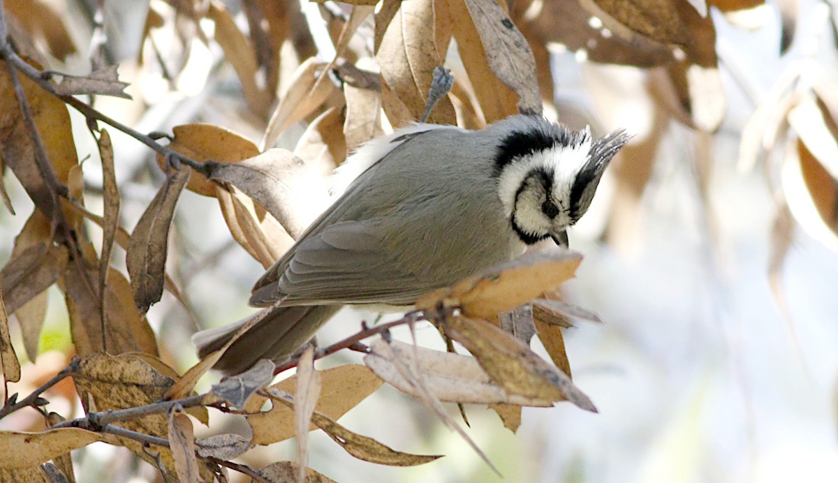 Bridled Titmouse - Gary Jarvis