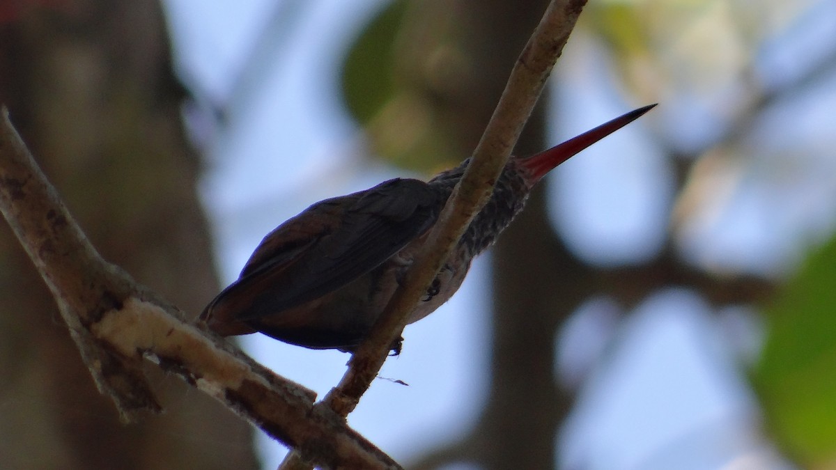 Buff-bellied Hummingbird - ML140230861