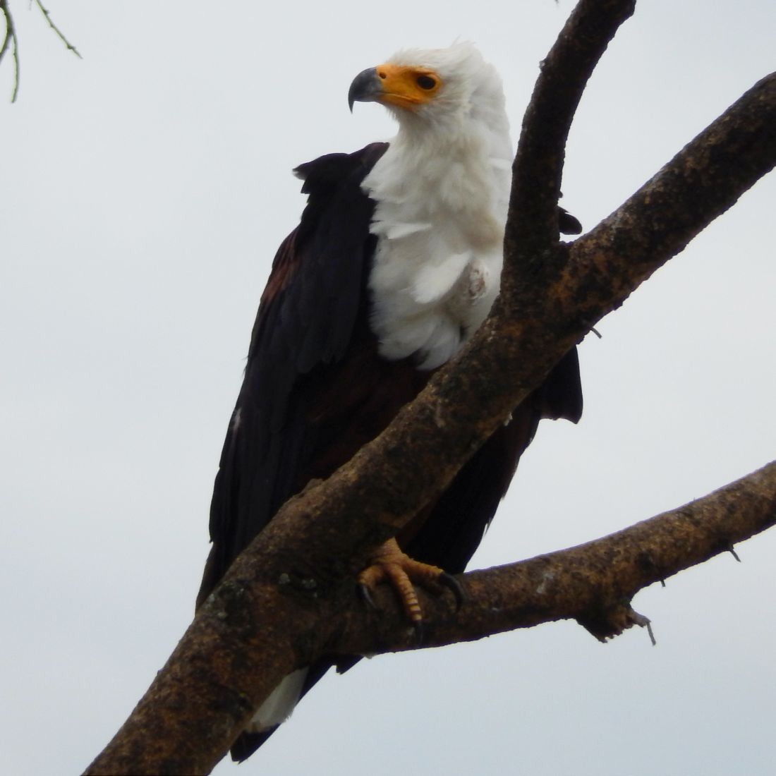 African Fish-Eagle - ML140230911