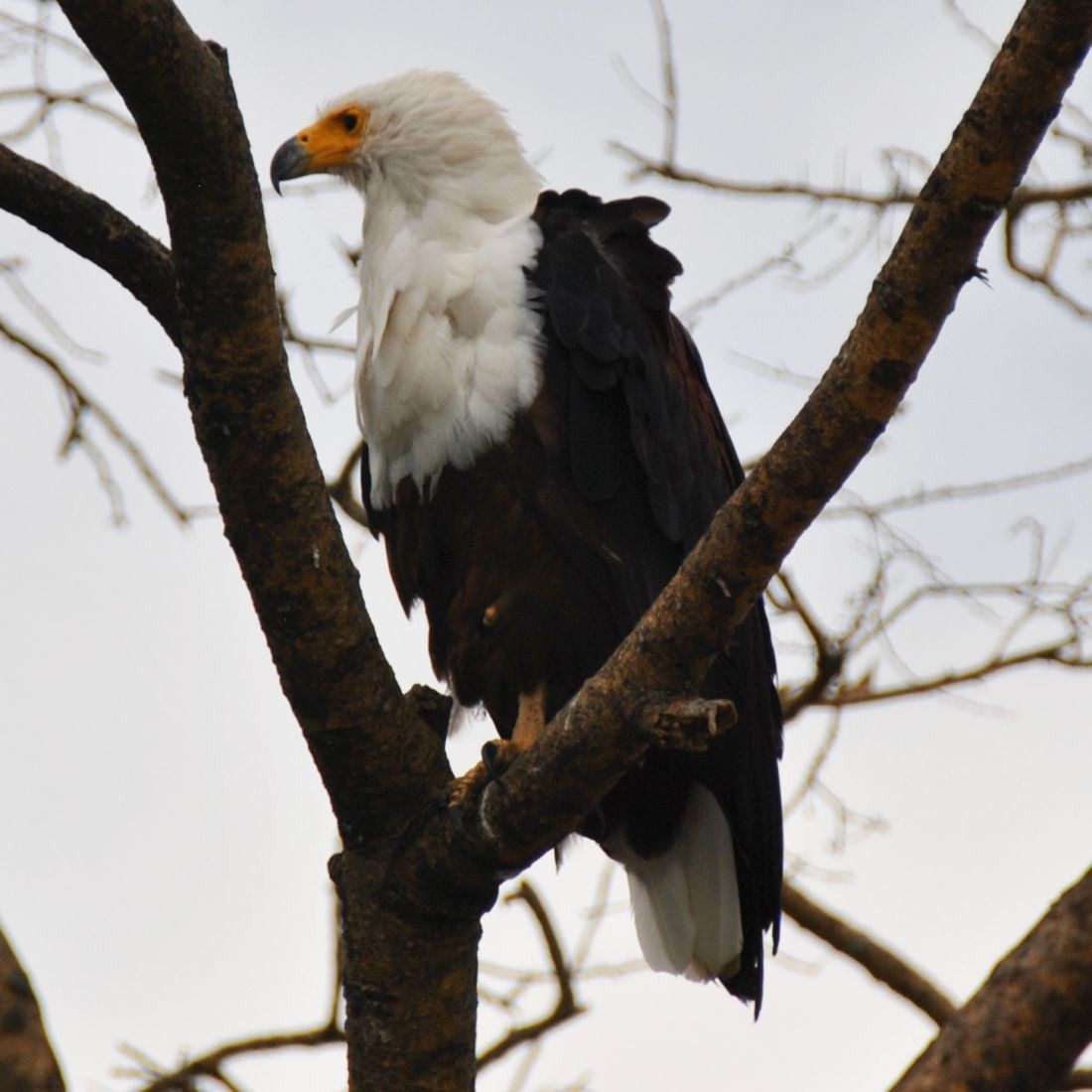 African Fish-Eagle - ML140230921