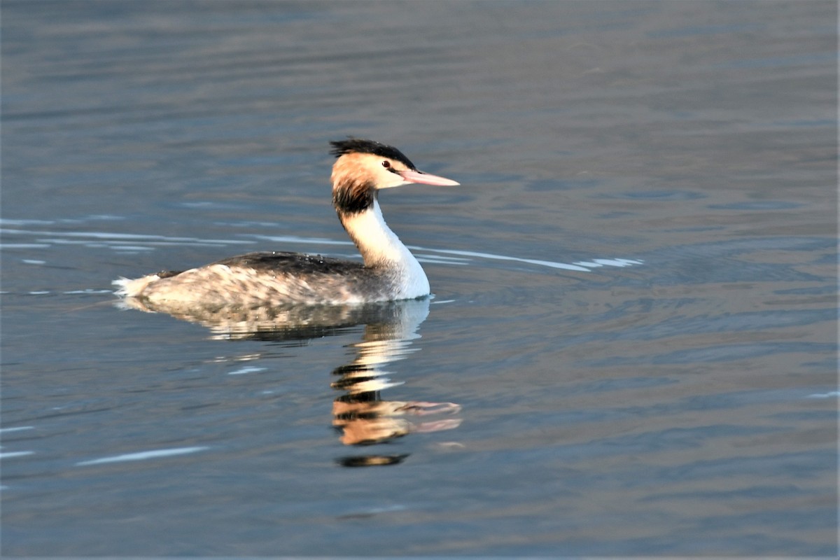 Great Crested Grebe - ML140233221