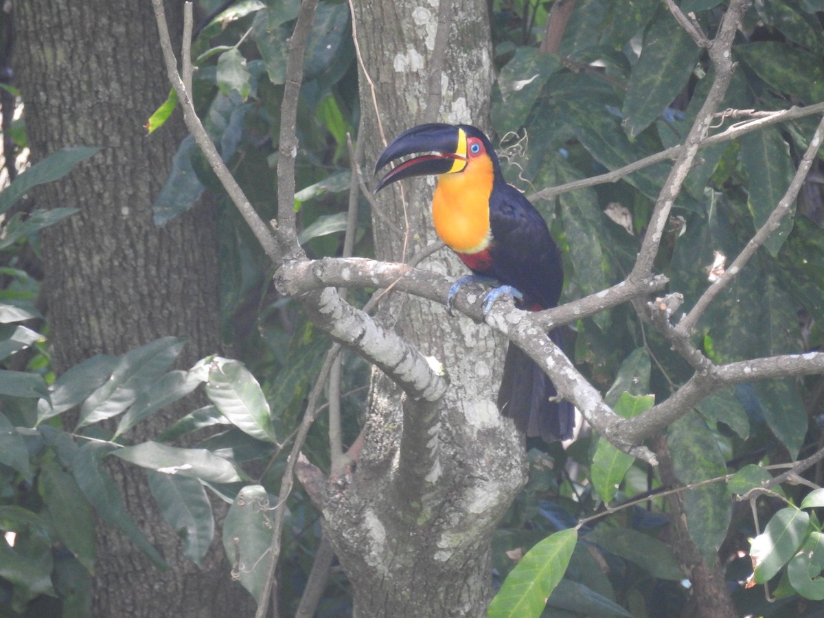 Channel-billed Toucan - Thays Hungria