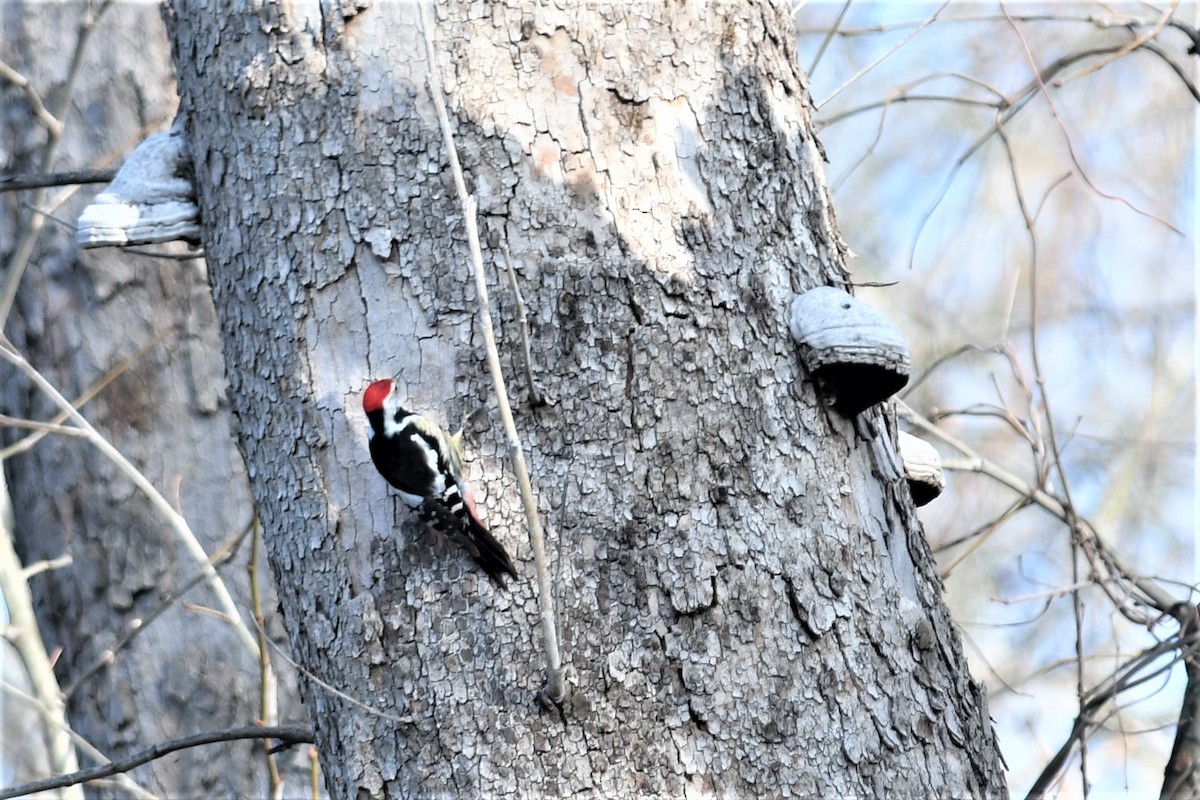 Middle Spotted Woodpecker - ML140234971