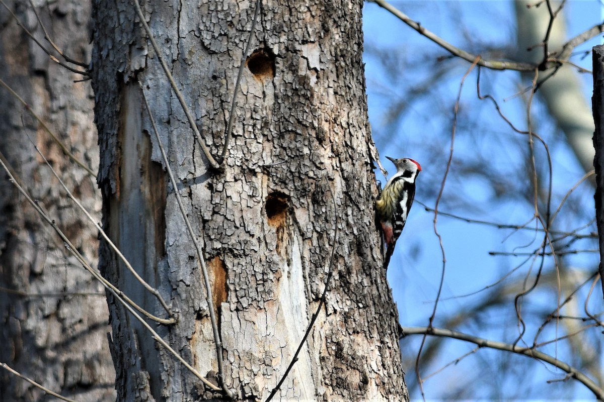 Middle Spotted Woodpecker - ML140234981