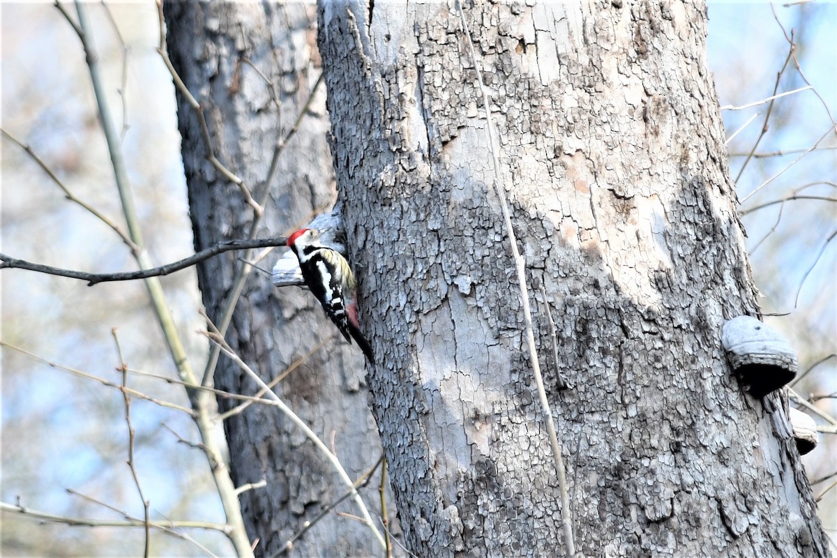 Middle Spotted Woodpecker - ML140234991