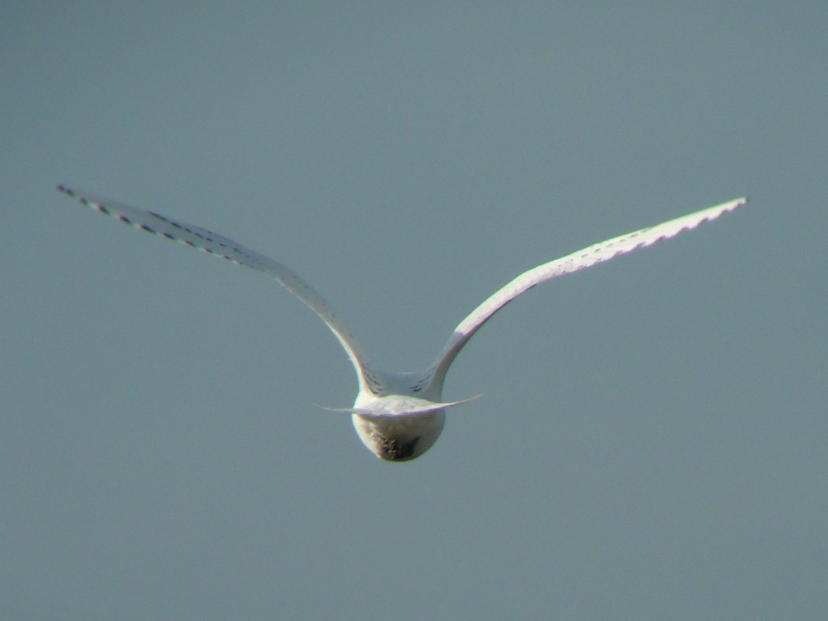 Белая чайка - ML140235011