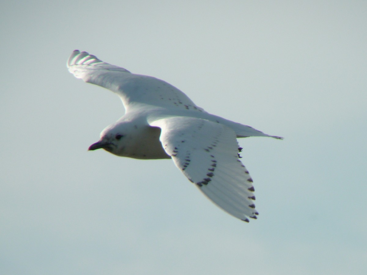 Белая чайка - ML140235391