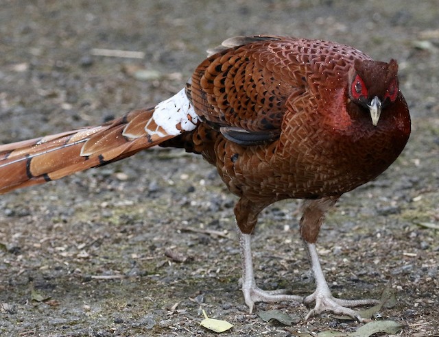 ヤマドリ Ebird