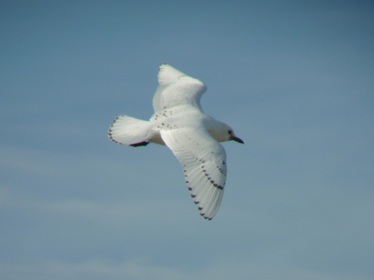 Белая чайка - ML140235521