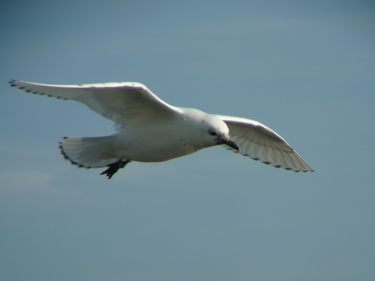 Белая чайка - ML140235691