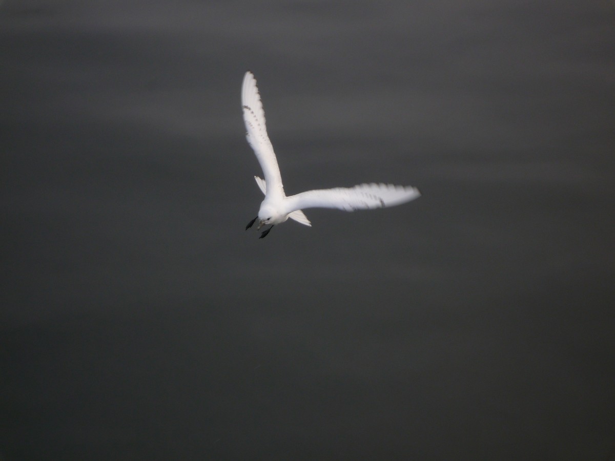 Белая чайка - ML140236131