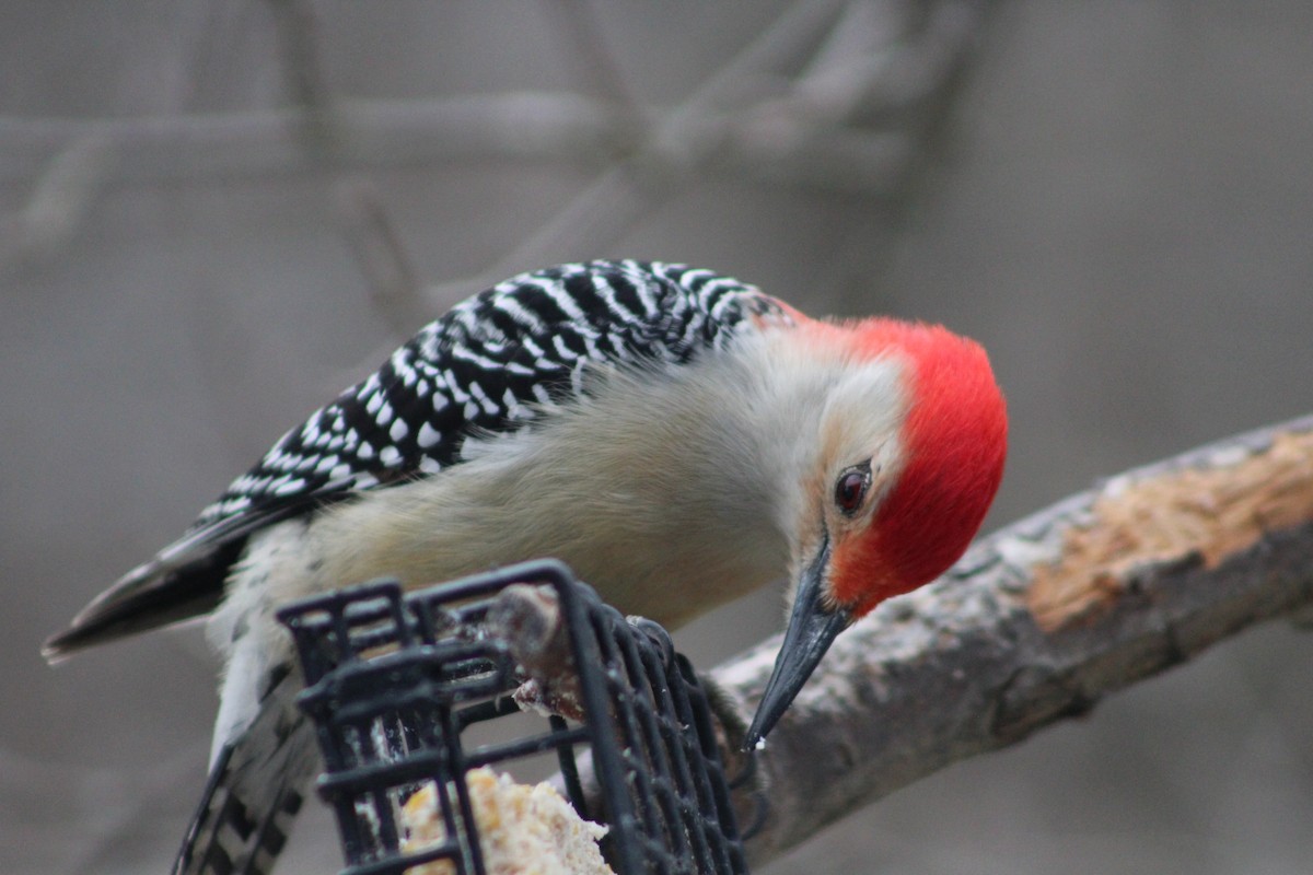 Red-bellied Woodpecker - Susan Boyce