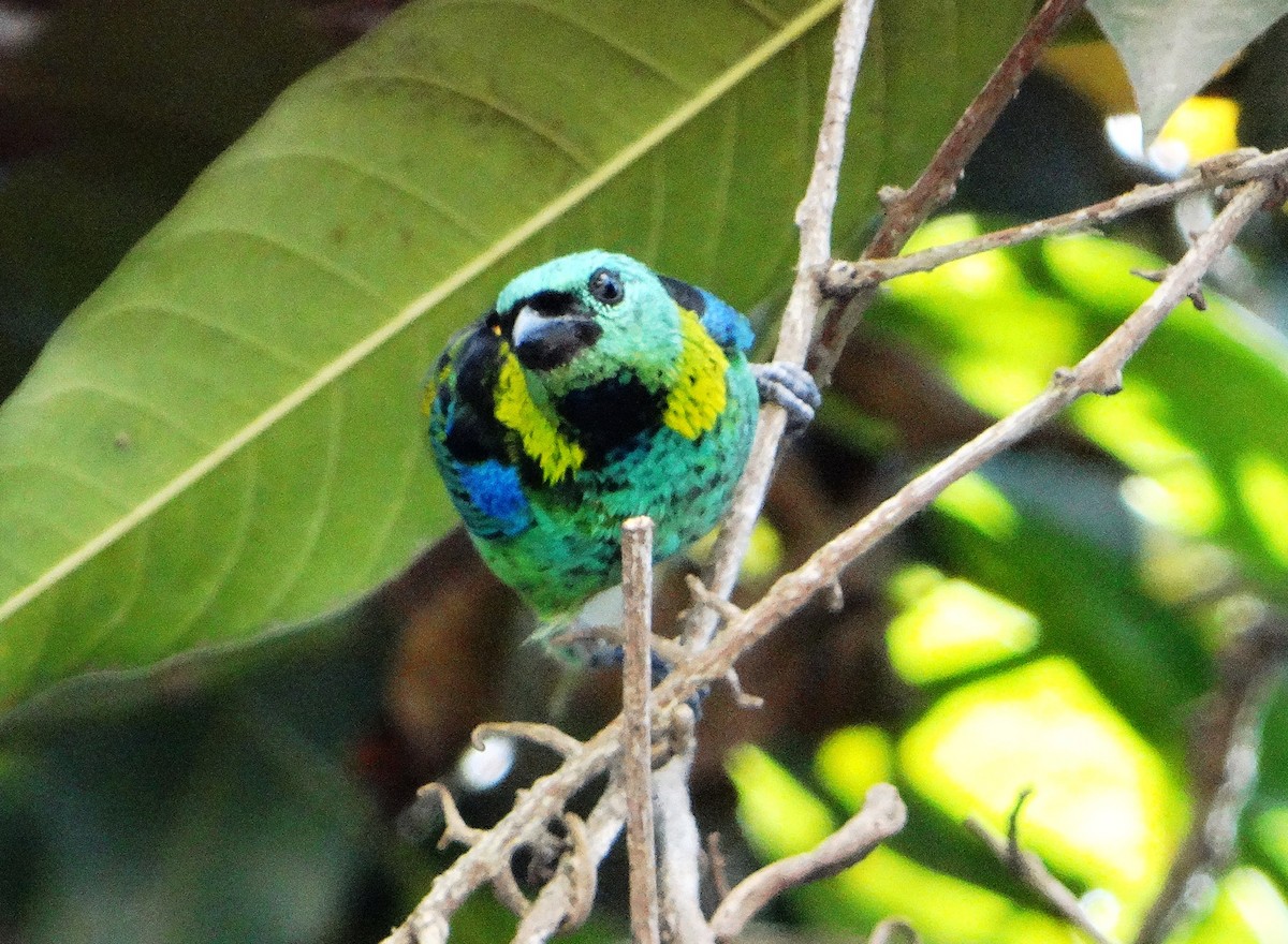 Green-headed Tanager - ML140236781