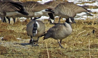 Cackling Goose, ML140236841