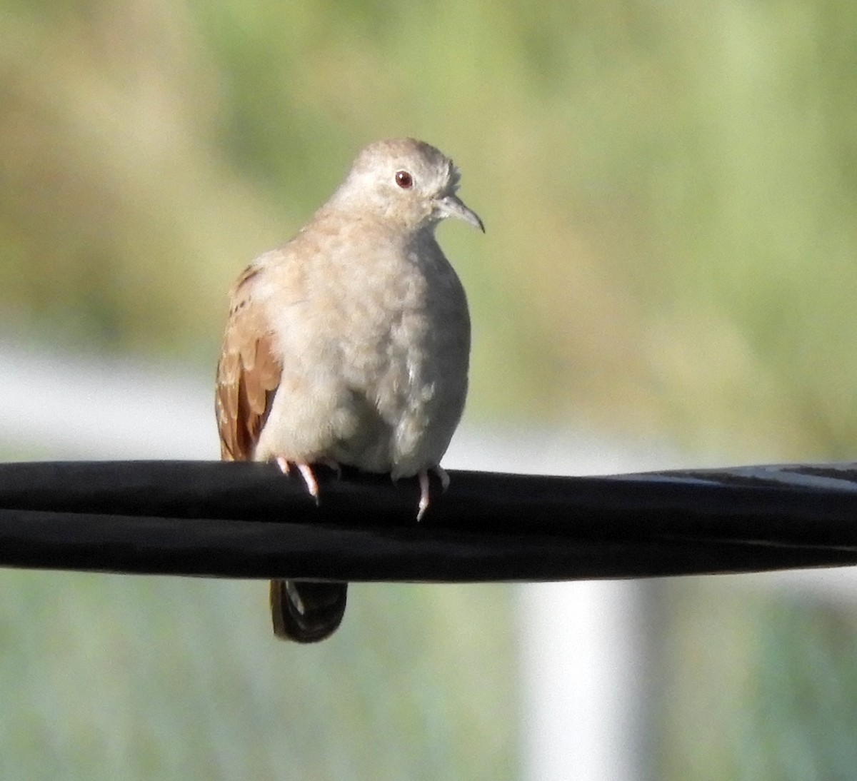 Plain-breasted Ground Dove - Aarre Ertolahti