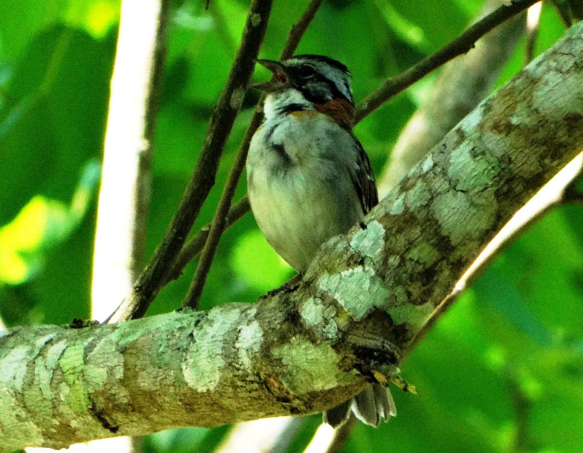 Rufous-collared Sparrow - Elizabeth Pierobon
