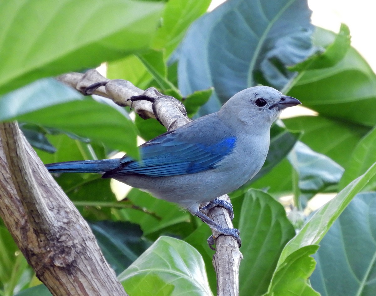 Blue-gray Tanager - ML140237461