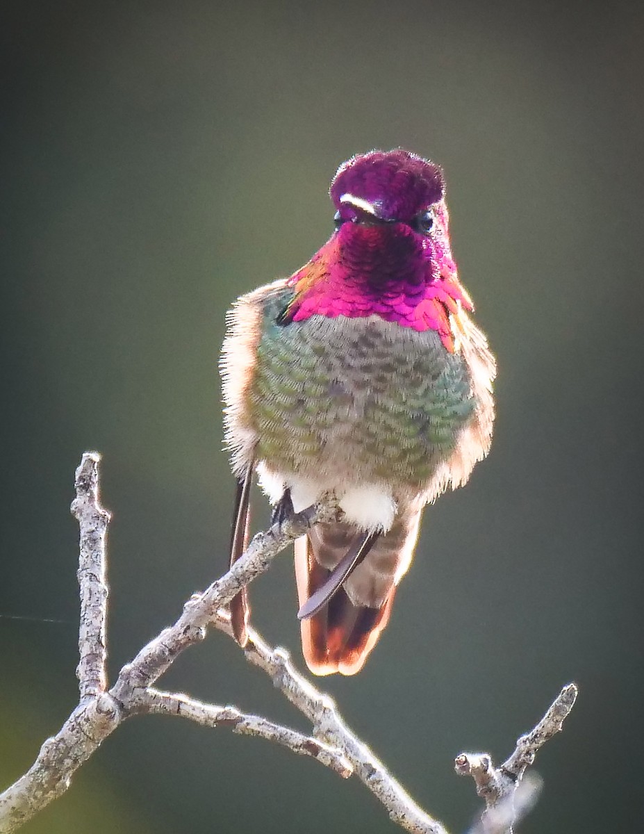 Anna's Hummingbird - ML140237681