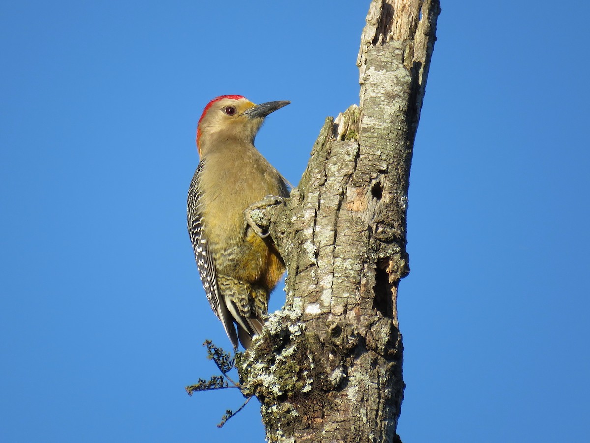 Golden-fronted Woodpecker - ML140237811