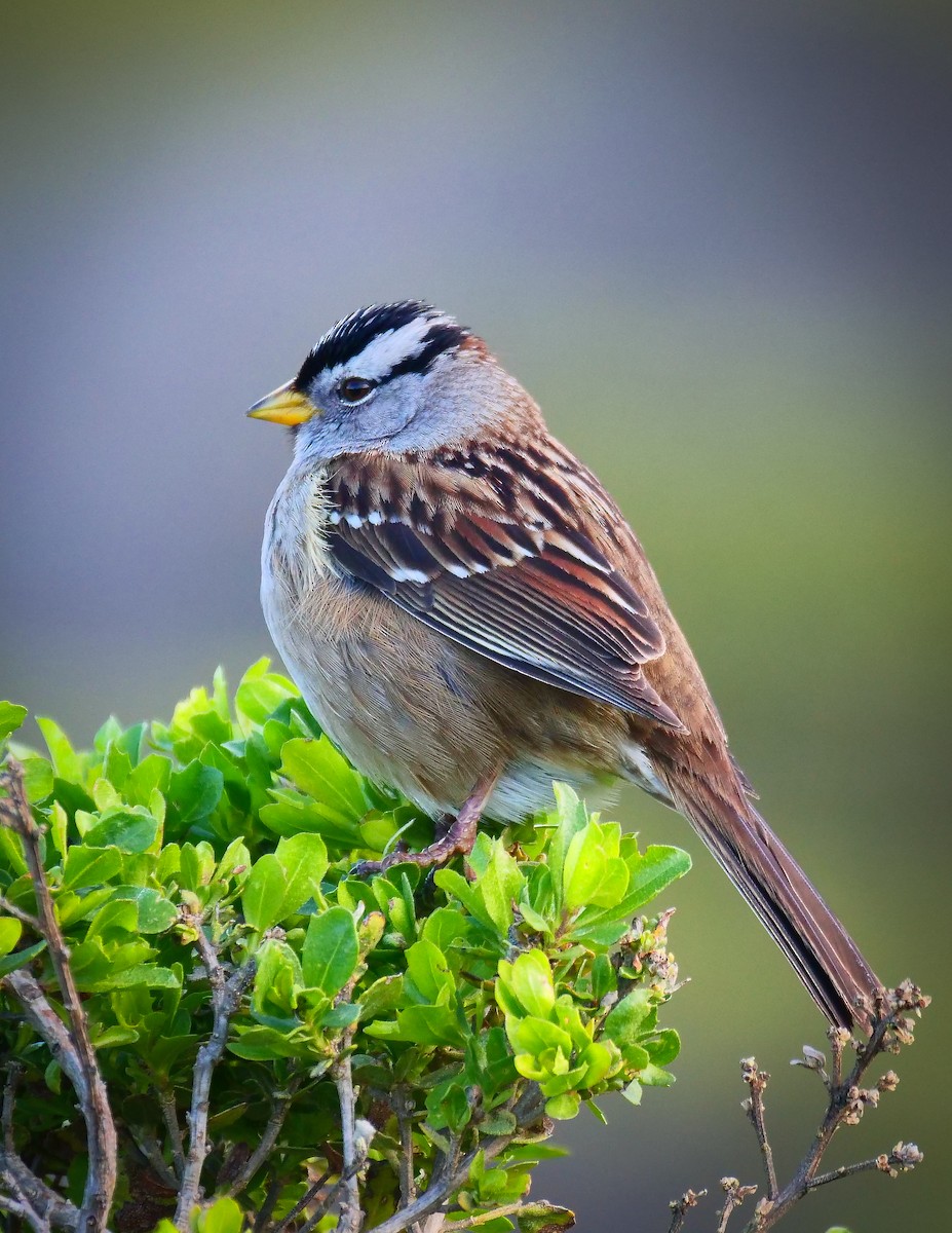 White-crowned Sparrow - ML140238131