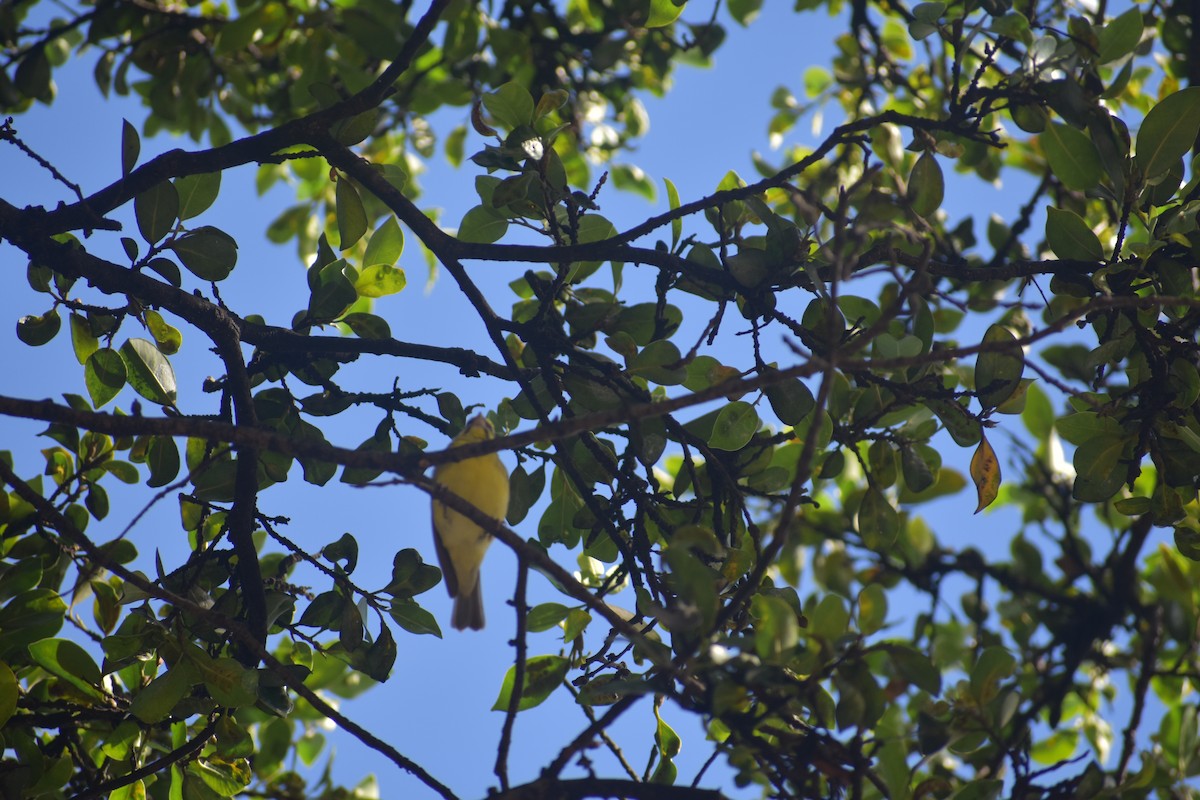 Yellow-fronted Canary - ML140238581