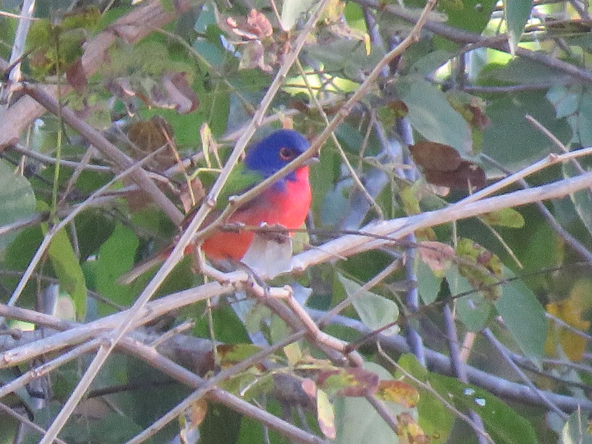 Painted Bunting - ML140241411
