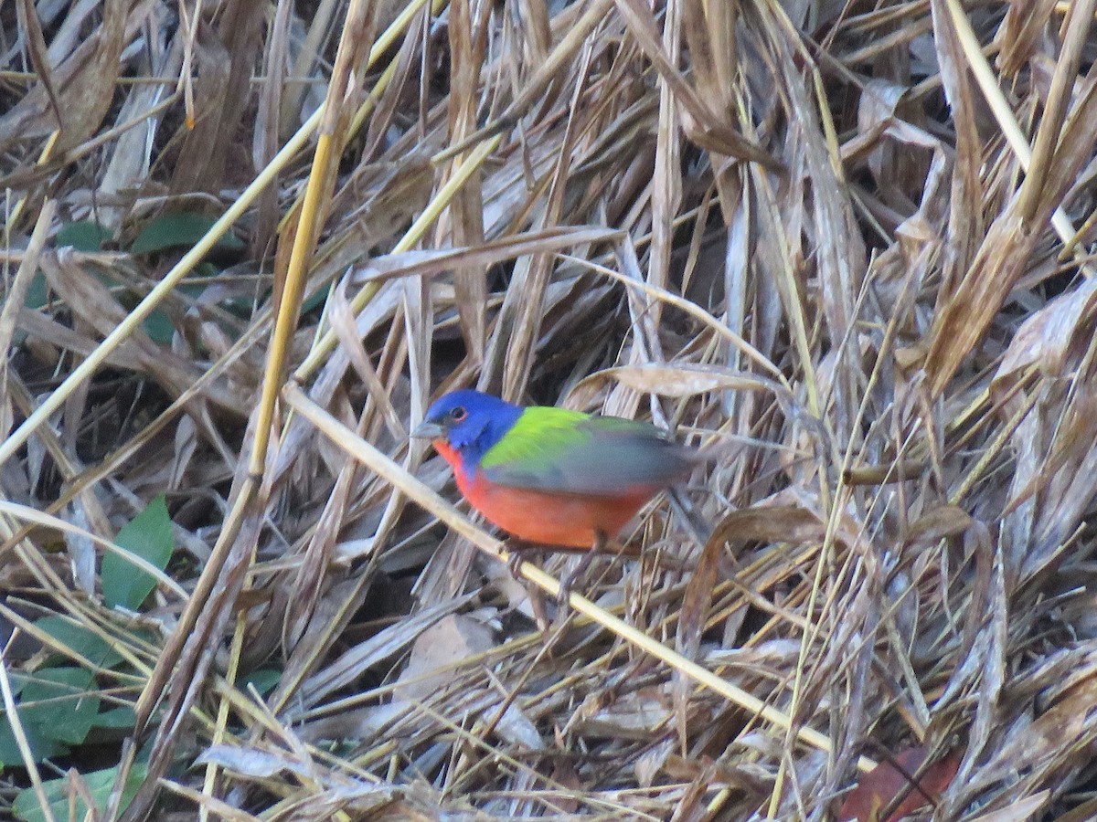 Painted Bunting - ML140241701