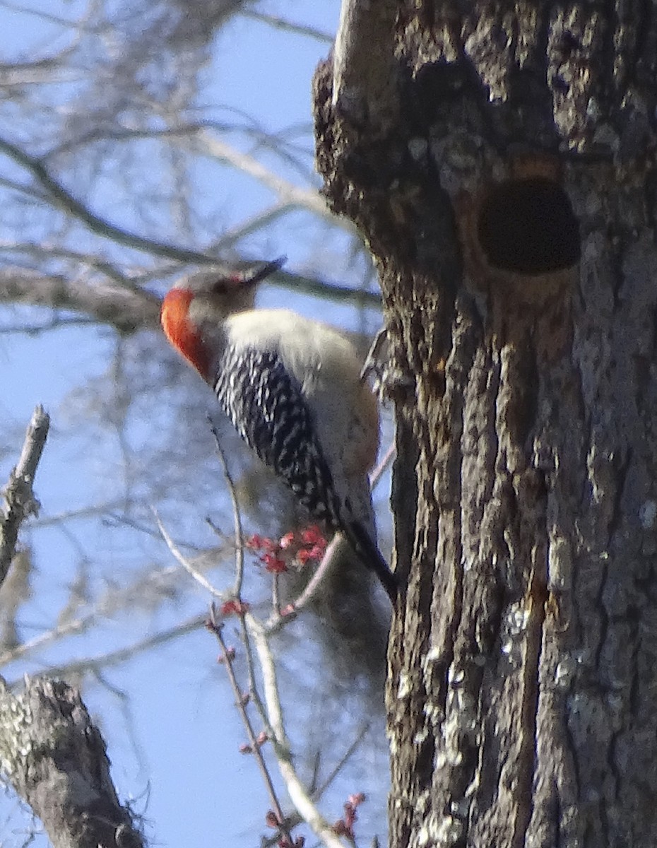 Red-bellied Woodpecker - Nancy Overholtz