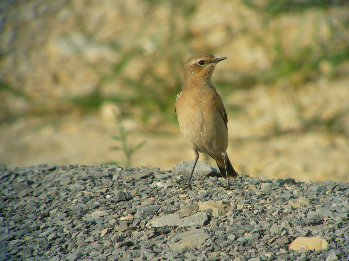 Northern Wheatear - Dave Slager
