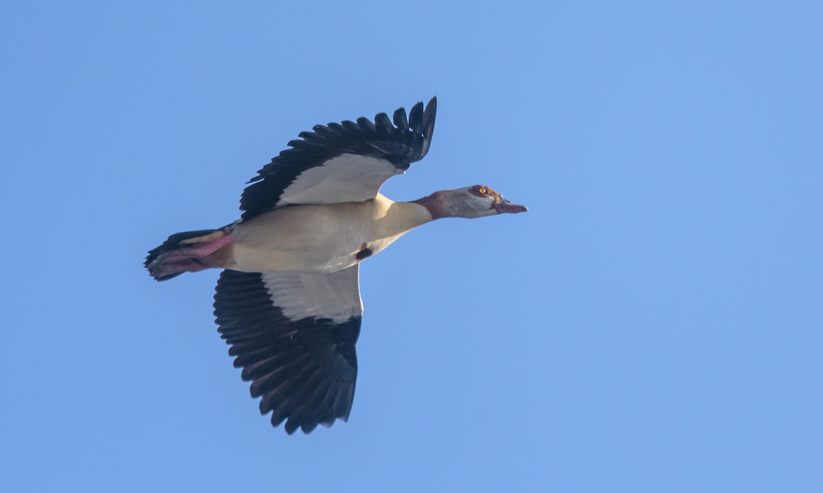 Egyptian Goose - ML140244491