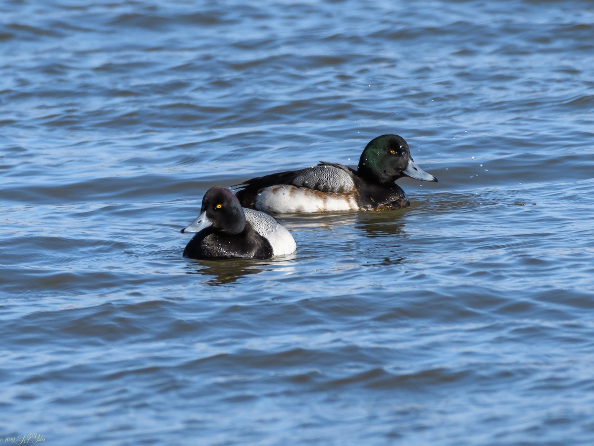 Greater Scaup - ML140245201