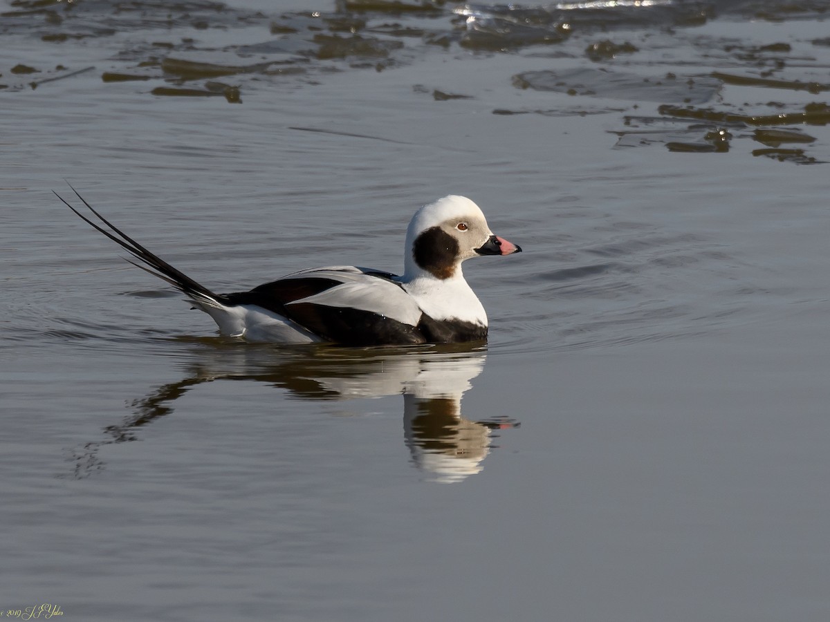 Long-tailed Duck - ML140245501