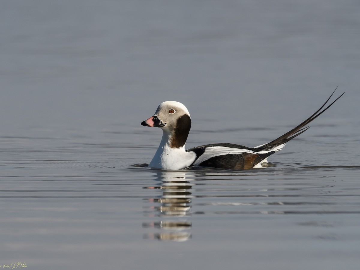 Long-tailed Duck - ML140245551