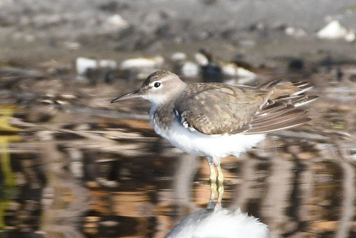 Spotted Sandpiper - Lewis Gray