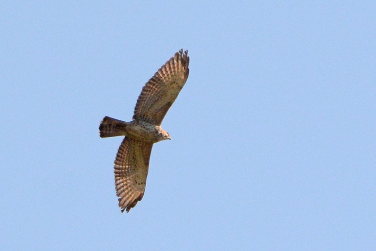 Broad-winged Hawk - ML140247821