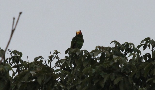 Yellow-lored Parrot - Rolando Chávez