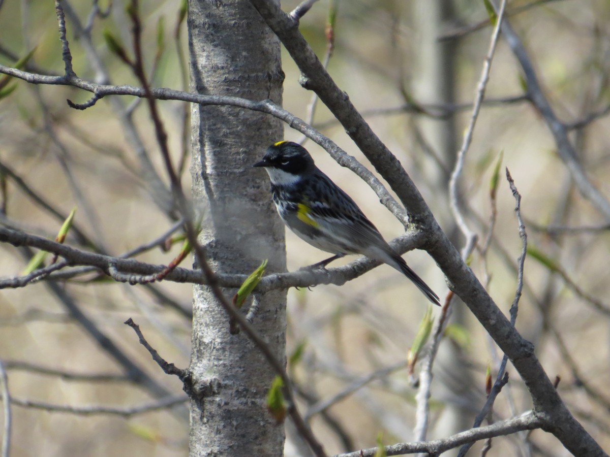 Yellow-rumped Warbler - Shawn Morneault